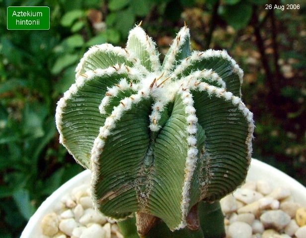 Aztekium _hintonii_ 04